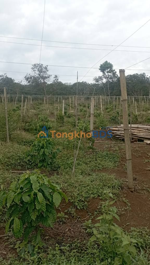 Đất vườn Đắk Nia Gia Nghĩa 13.000m² 2,9 tỷ - Sinh thái xanh