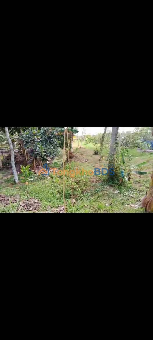 Đất nền Phong Điền 2.000m² giá 1,1 tỷ - Sổ đỏ chính chủ