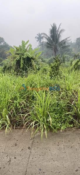 Đất nền Tân Nhựt Bình Chánh 125m² 420 triệu - Sổ đỏ chính chủ