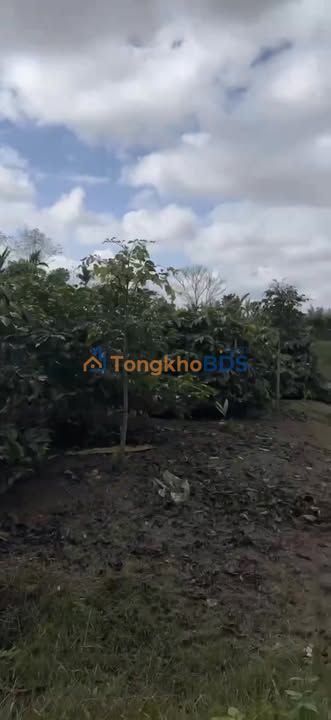 Farm Ea Drông Buôn Hồ 1980m² 1.7 tỷ - Sổ đỏ chính chủ