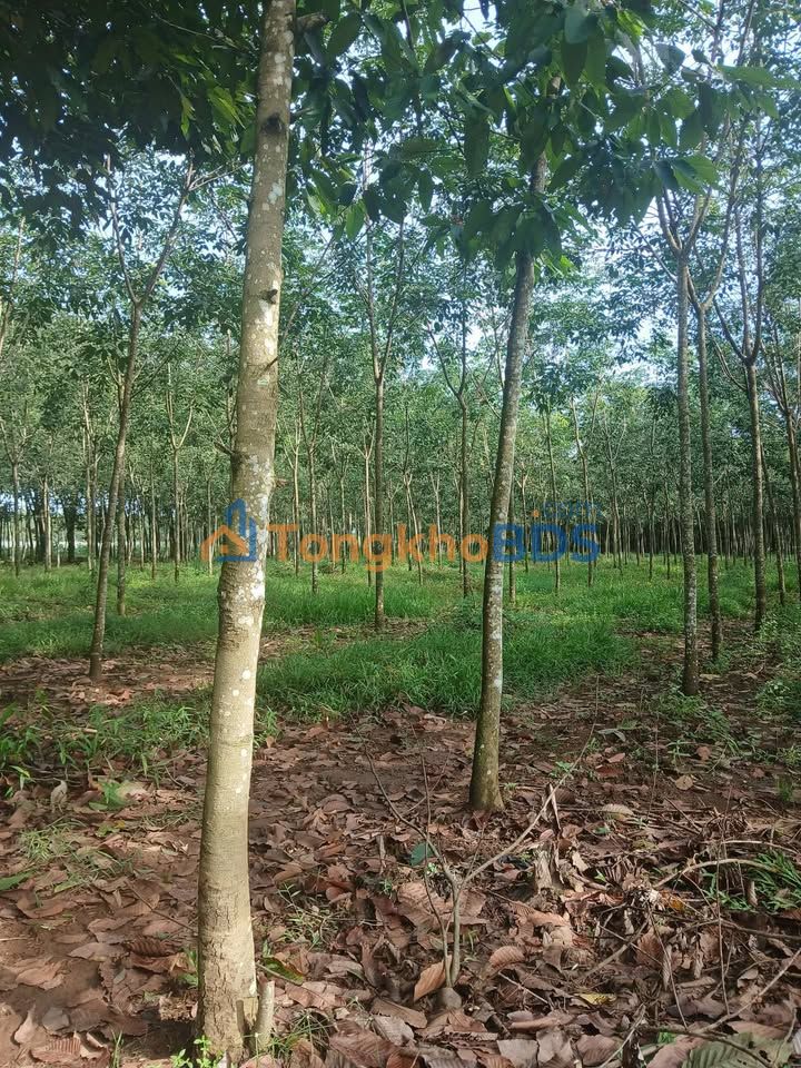 Đất vườn An Linh 2.520m² 2,85 tỷ - Đầu tư dài hạn