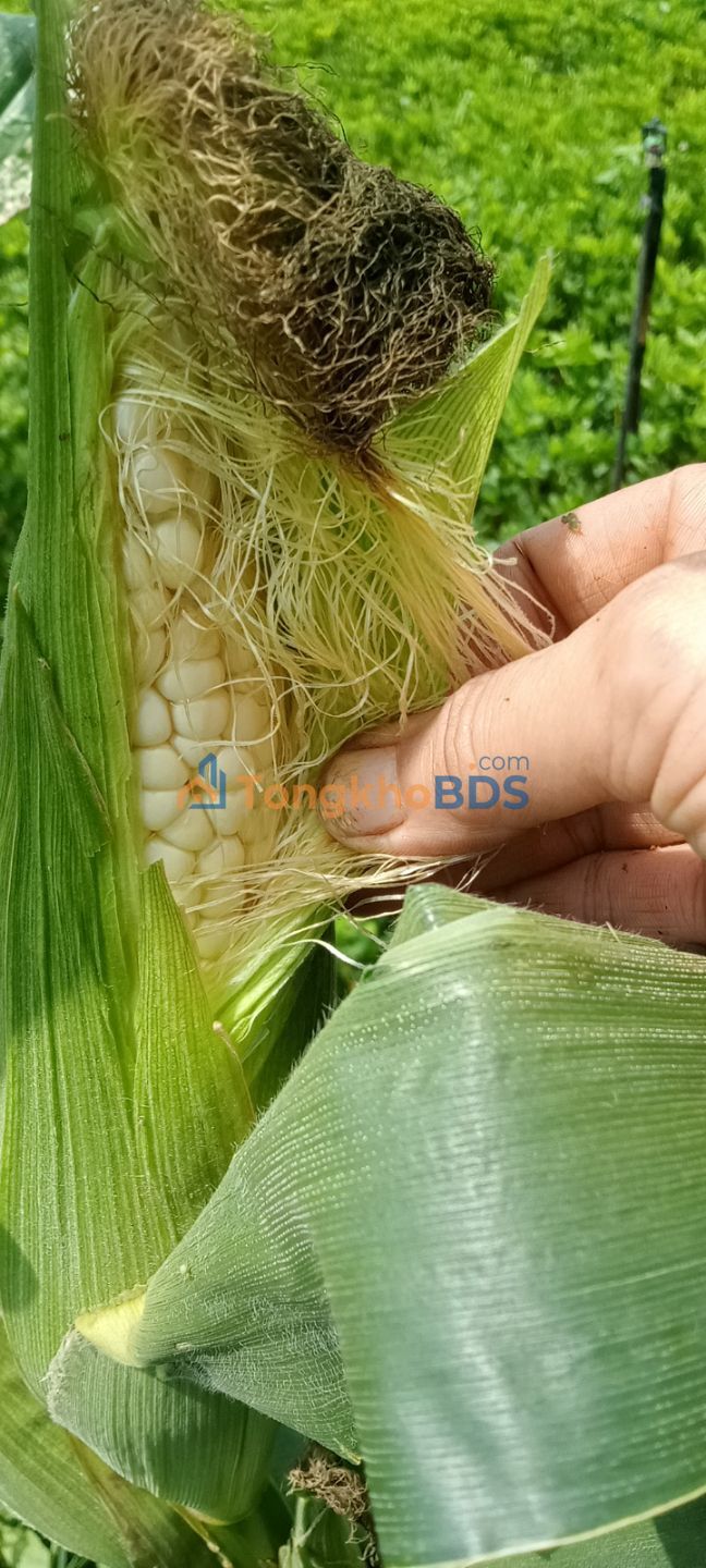 Đất cà phê Tân Hội 2.520m² 4.55 tỷ - Đường to ô tô