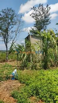 Trang trại Bình Tân Buôn Hồ 2.160m² - Tiềm năng tăng giá