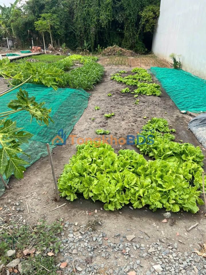 Đất nền Mỹ Lộc Cần Giuộc 115m² 1 tỷ - Sổ đỏ chính chủ