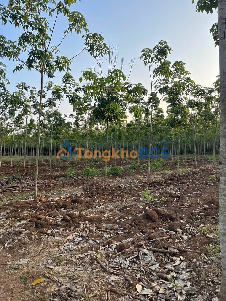 Đất nền Tân Long Phú Giáo 6.000m² 3 tỷ - Sổ đỏ chính chủ