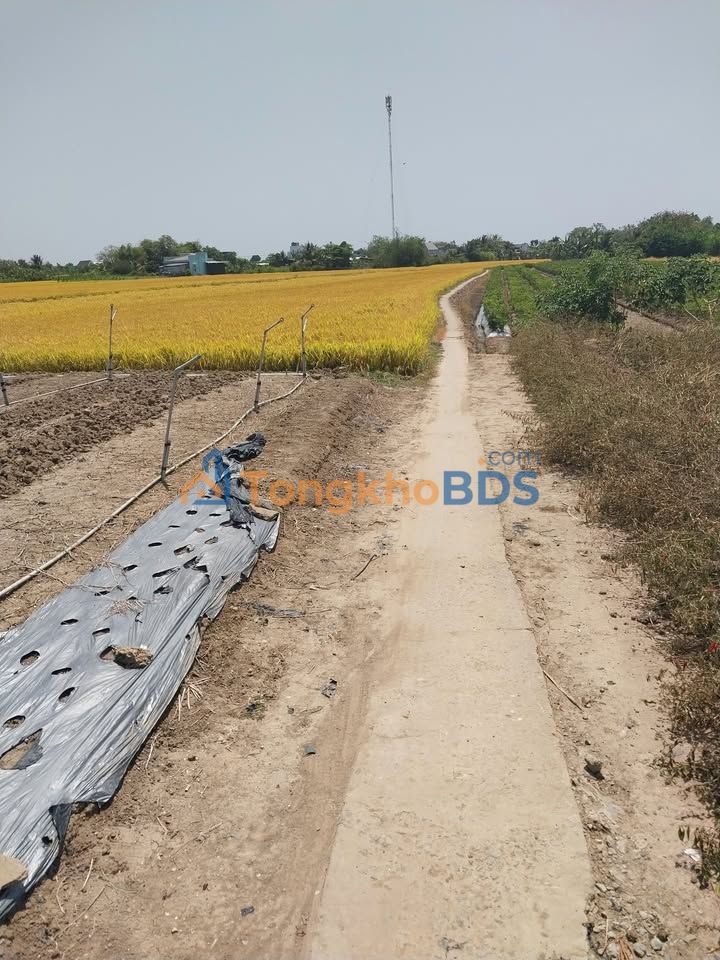 Đất vườn Long Hưng 5.8 công 3.48 tỷ - Đầu tư dài hạn