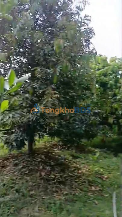 Đất vườn Tân Thạnh Thanh Bình 5.500m²/80tr - Nghỉ dưỡng lý tưởng