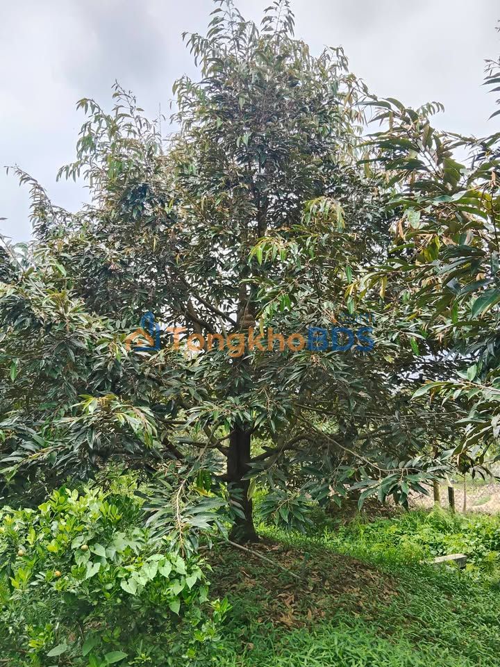 Đất vườn Đông Hòa Hiệp 1.000m² 1,3 tỷ - Nghỉ dưỡng lý tưởng