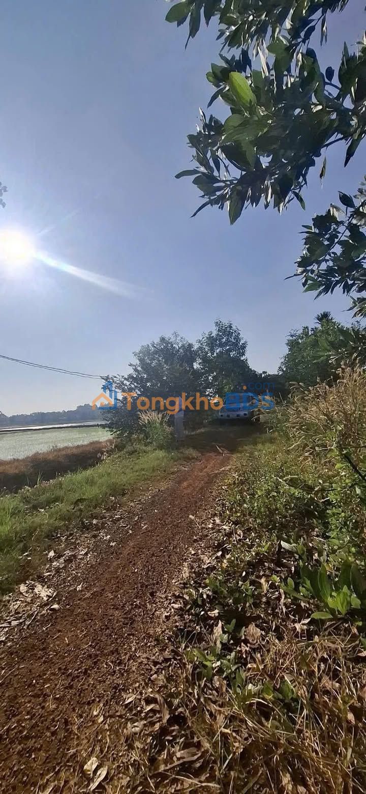 Đất vườn Châu Thành (Tây Ninh) 2 công 198 triệu - Đầu tư dài hạn