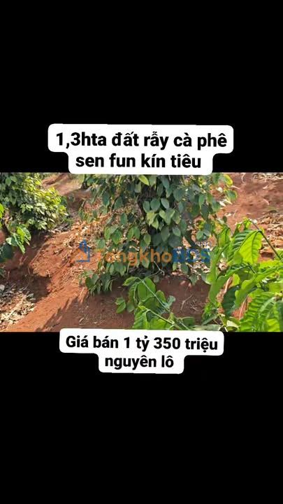 Đất rẫy Nâm Nung Đắk Nông 1.3ha 1.35 tỷ – Tiềm năng tăng giá