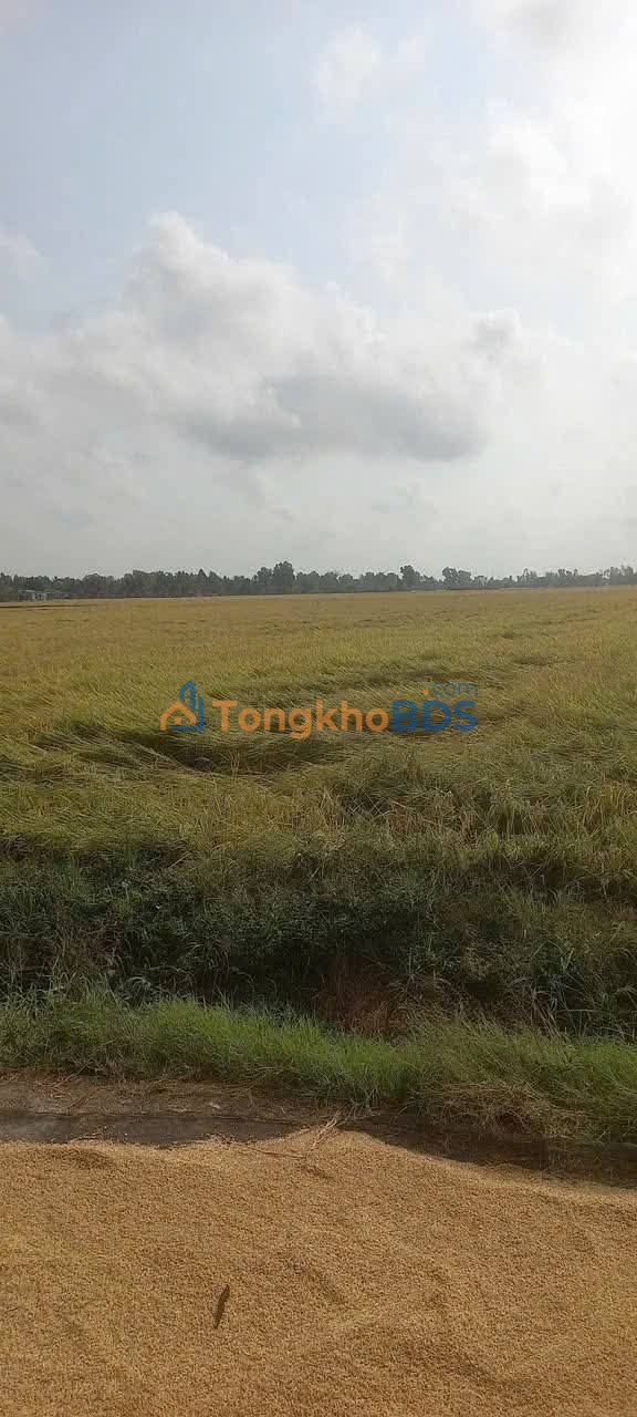 Đất vườn Tân An Cần Thơ 10.000m² 1,04 tỷ - Sổ đỏ chính chủ