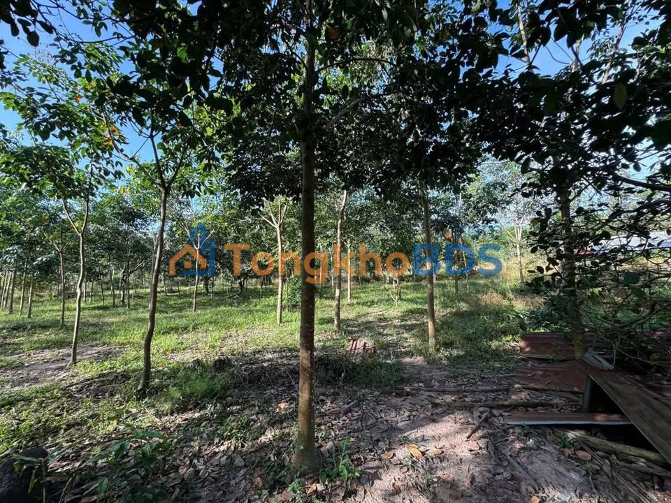 Farm Dầu Tiếng DT 758 1ha 1.4 tỷ - Đầu tư dài hạn