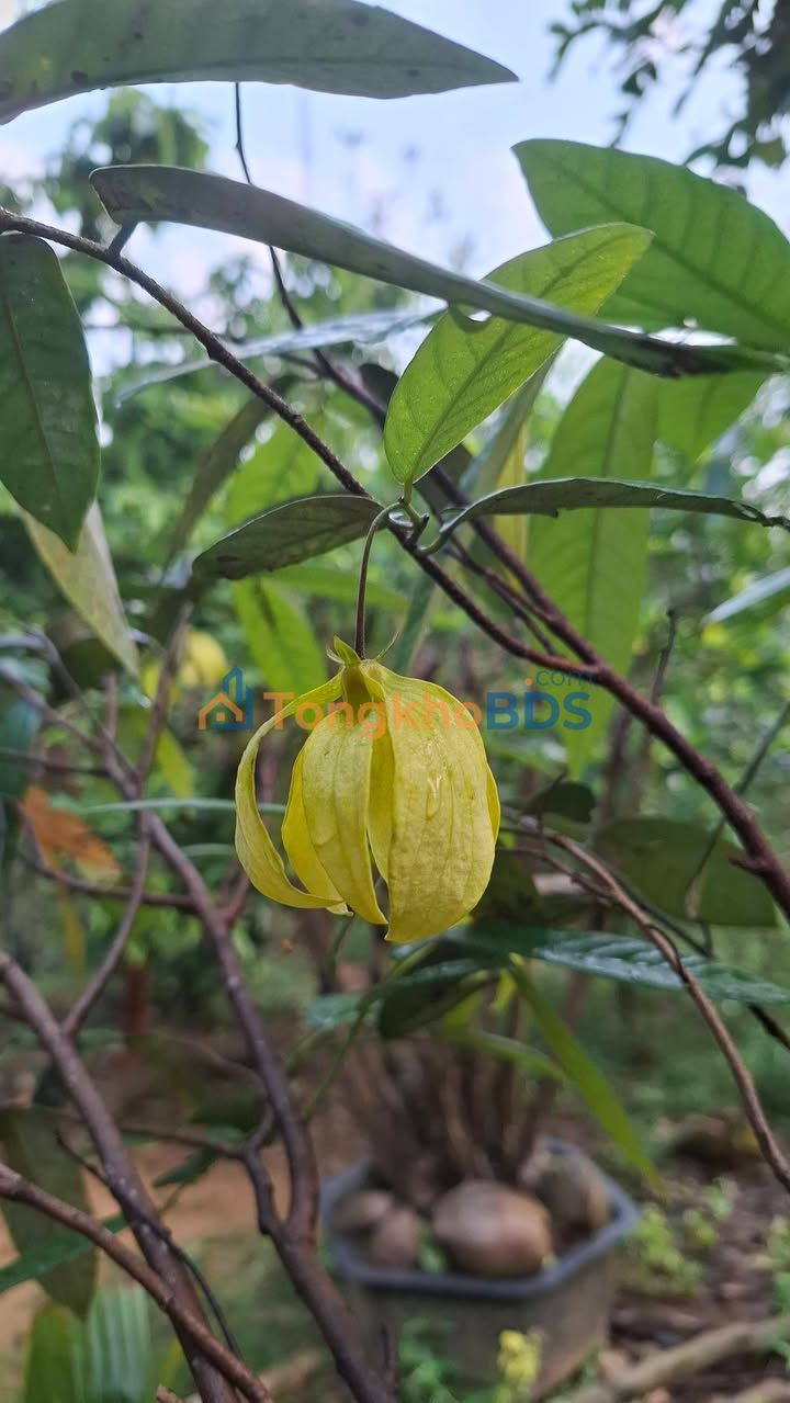 Đất Hoàng Minh Đạo Thủy Lương 100m² 700 triệu - Sổ đỏ