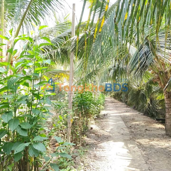 Đất nền Bình Ninh Chợ Gạo 168m² 335tr - Thổ cư 100%