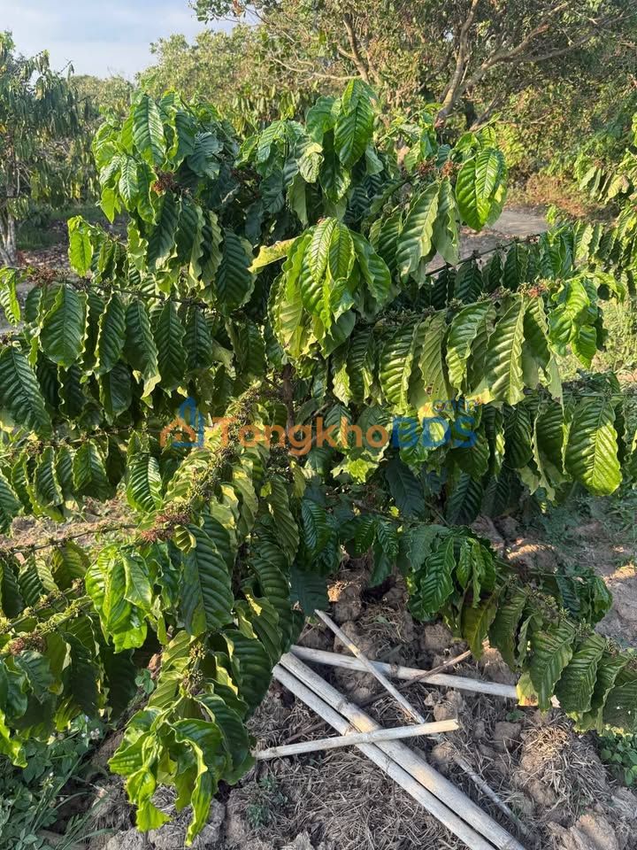 Đất vườn Dray Sáp 1.692m² 1,034 tỷ - Sổ hồng rõ ràng