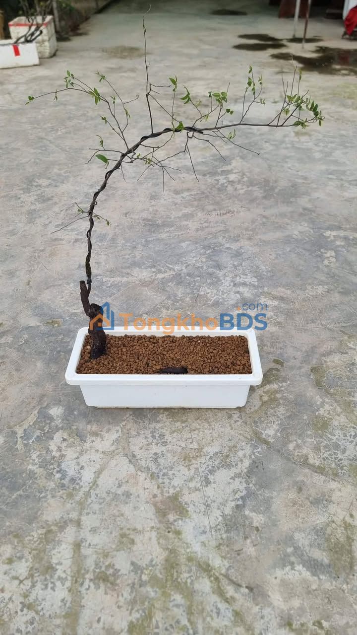 Đất Tam Trinh 25m² 5.1 tỷ - Giá tốt hiếm có