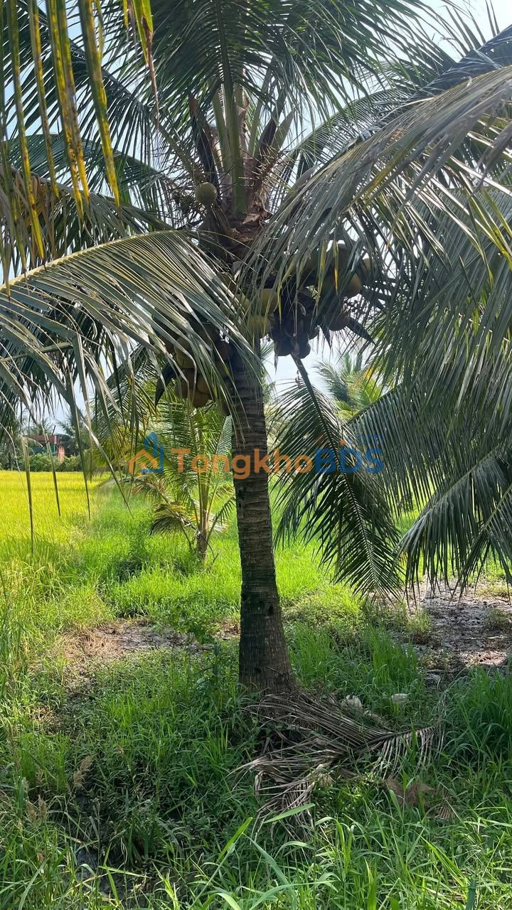 Đất vườn An Ngãi Trung Ba Tri 800m² 230tr - Giá đầu tư tốt