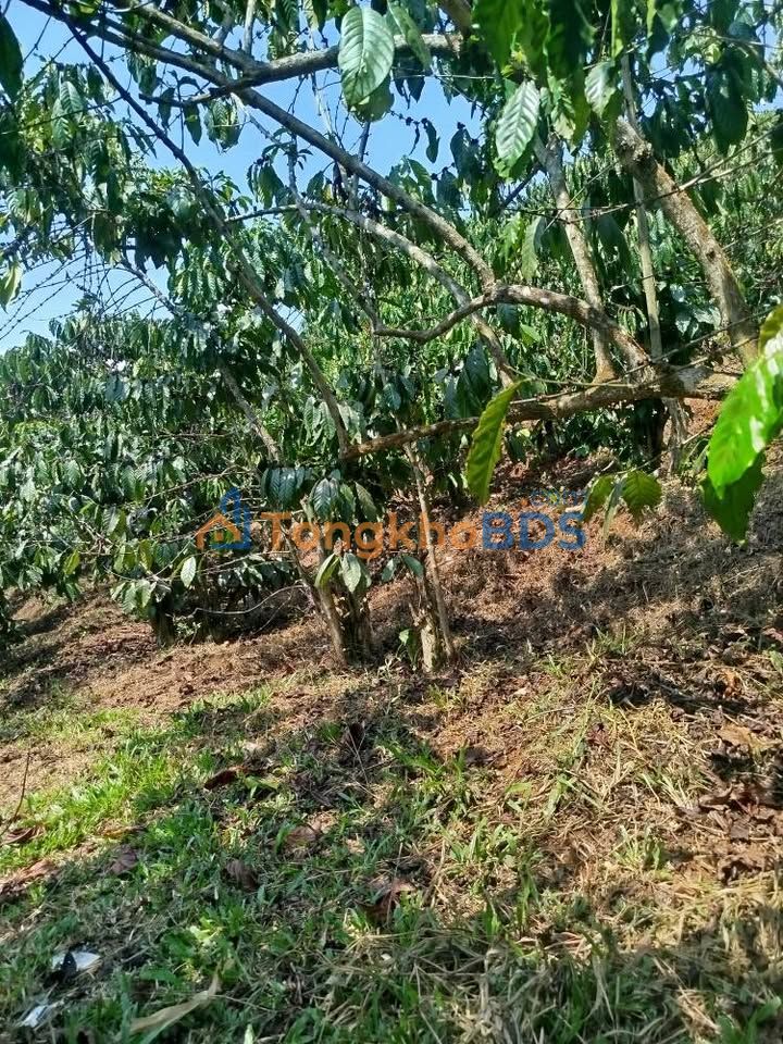 Đất Lộc Phú Bảo Lâm 1800m² 1.75 tỷ - Sổ đỏ chính chủ