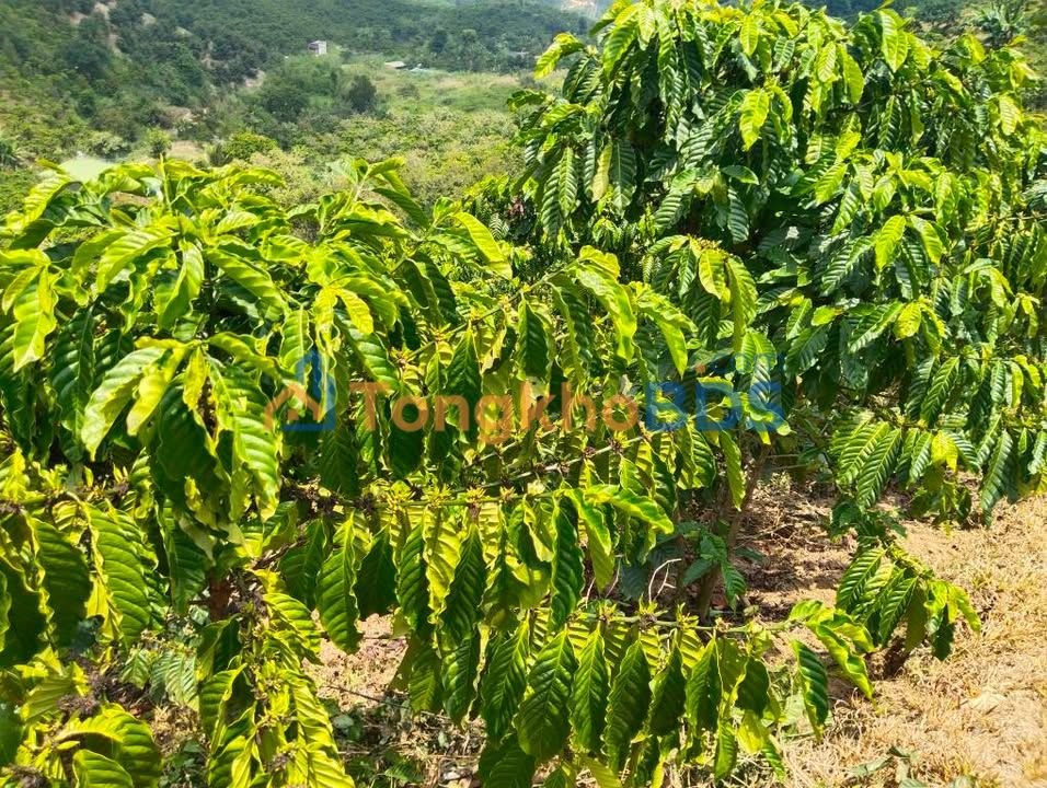 Farm Thôn Bảo Lâm 3 - 2232m² giá 2 tỷ - Sổ đỏ chính chủ