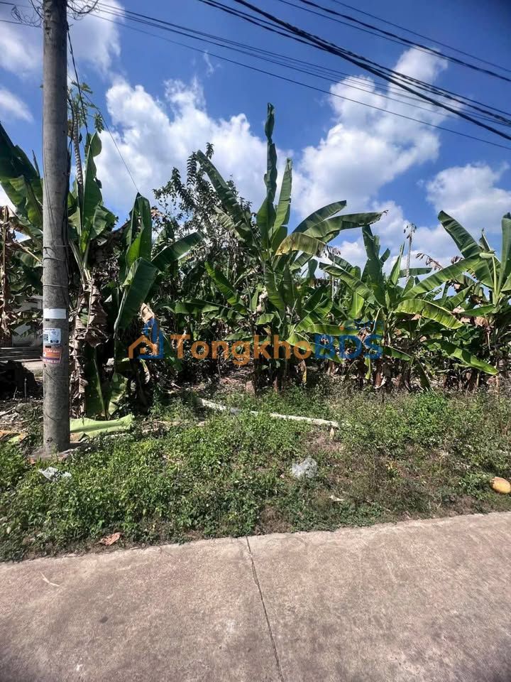 Đất vườn Tân Phú 3,7 mẫu 203,5 triệu - Sinh thái xanh