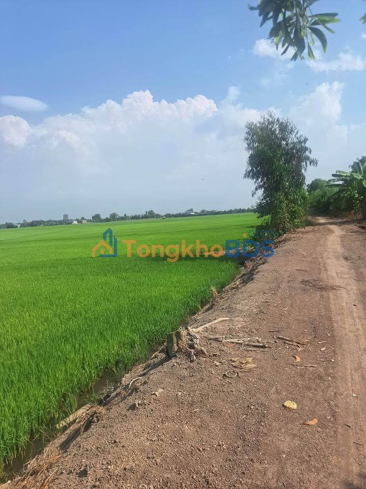 Đất vườn Kiến Bình Tân Thạnh 3.64 tỷ - Đầu tư dài hạn