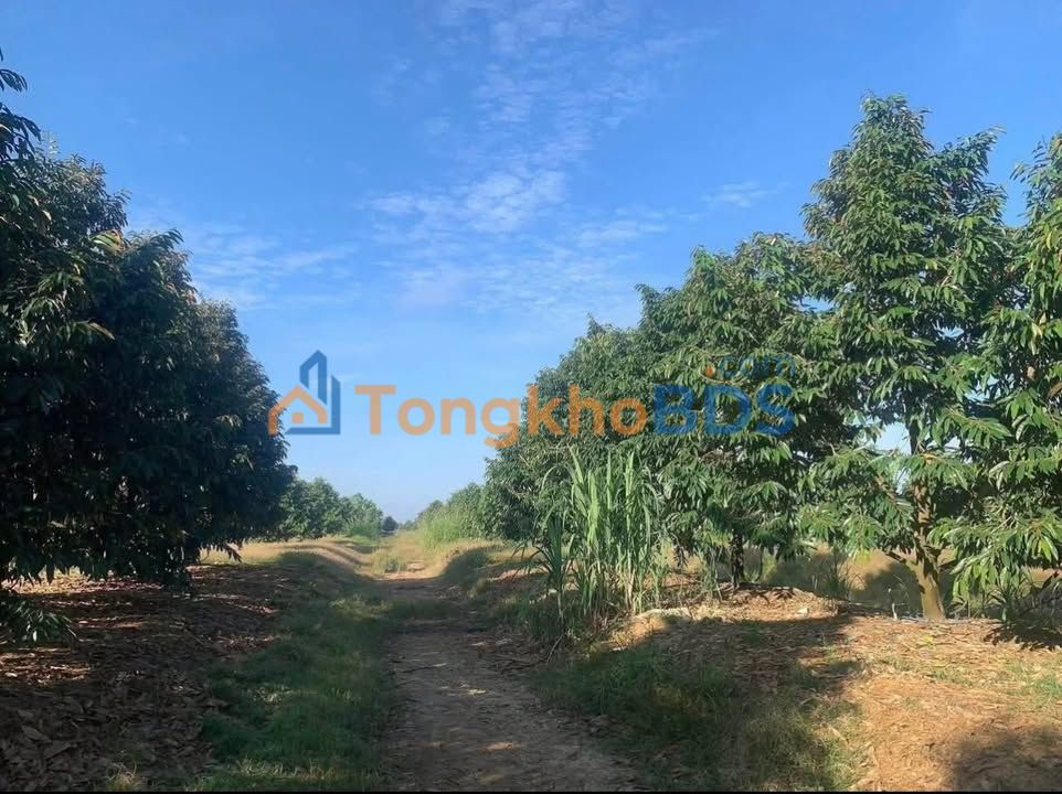 Đất vườn Phú Thanh 16560m² 18.4 tỷ - Sinh thái xanh