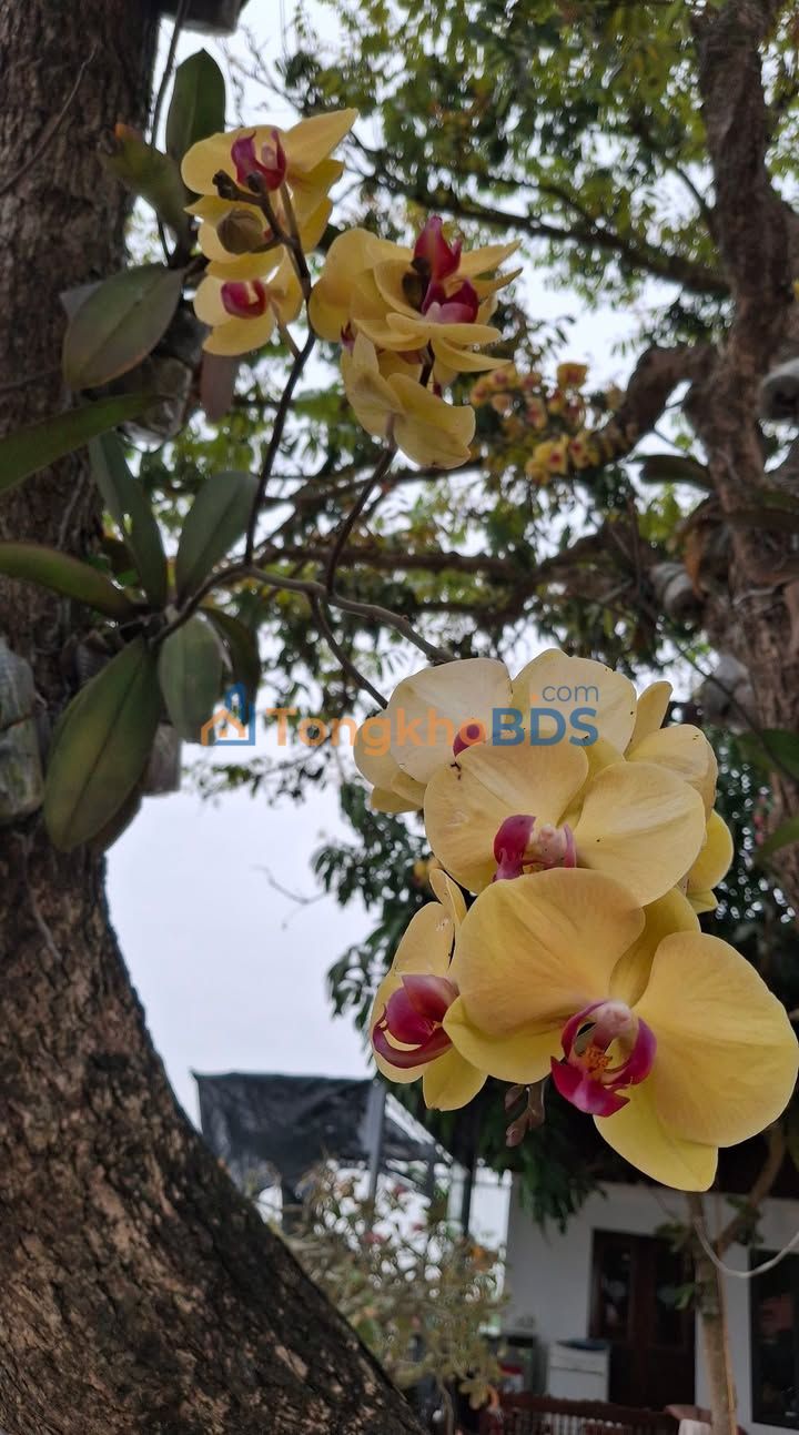 Đất nền Triệu Việt Vương Bích Đào 111m² - Đầu tư dài hạn