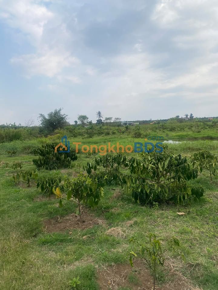 Đất vườn Hòa Lạc 2.160m² giá 2,3 tỷ - Sinh thái xanh