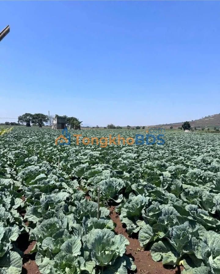 Đất nền Liên Nghĩa 1.944m² 3,78 tỷ - Pháp lý rõ ràng