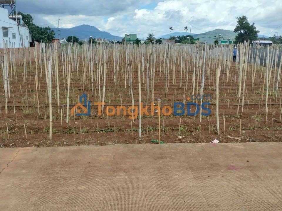 Đất Khu phố 12 Liên Nghĩa 1.000m² 3.6 tỷ - Pháp lý rõ ràng