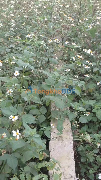 Đất thổ cư Thôn 11 Quỳnh Tân 189m² giá 800 triệu - Sổ đỏ chính chủ