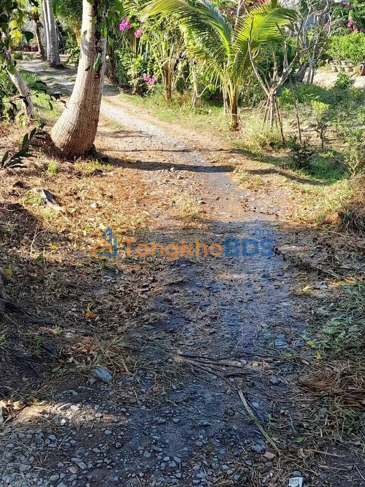 Đất Tân Thiềng Bến Tre 1000m² 570 triệu - Tiềm năng tăng giá