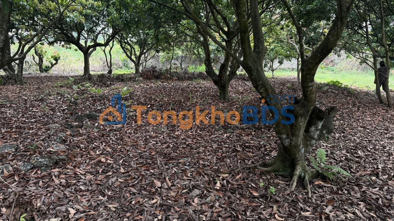 Đất vườn Đông Sơn Yên Thế 3.000m² 1 tỷ - Đất thổ cư 100%