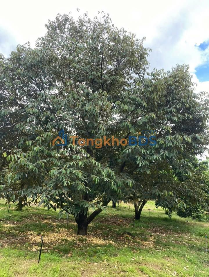 Đất nền Tân Hưng Đồng Phú 2.160m² giá 1.2 tỷ - Sổ đỏ chính chủ