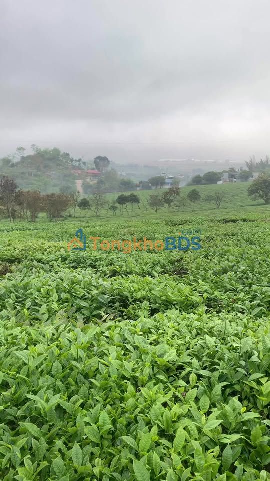 Đất Nền Sơn La 150m² - View Đồi Chè Thơ Mộng, Sổ Đỏ Thổ Cư 100%