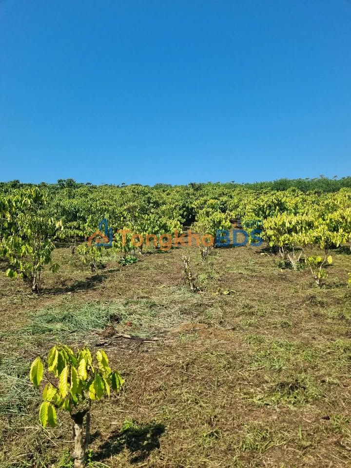 Đất nền Lộc Nga Bảo Lộc 495m² 686 triệu - Đường to ô tô