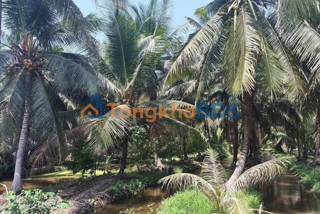 Đất nền Tân Thành Bình 1000m² 1.4 tỷ - Đường to ô tô