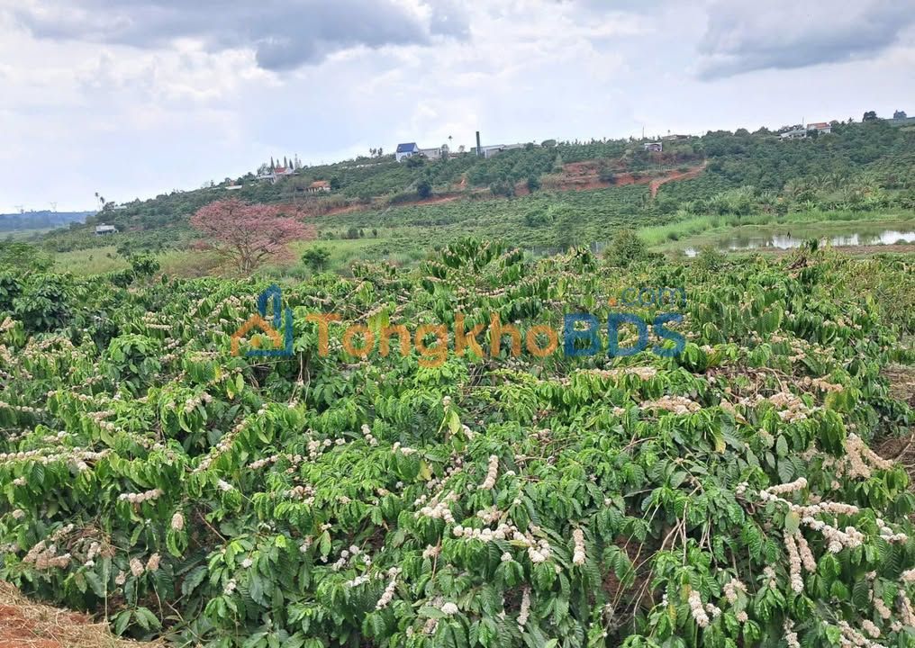 Đất Tân Hà Lâm Hà 4.714m² giá 2.6 tỷ - Tiềm năng tăng giá