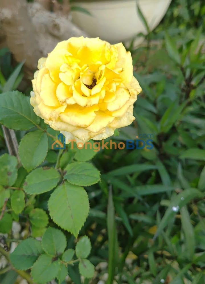 Đất nền Lê Lai Nhơn Hưng 79-103m² 800tr - Giá tốt hiếm có