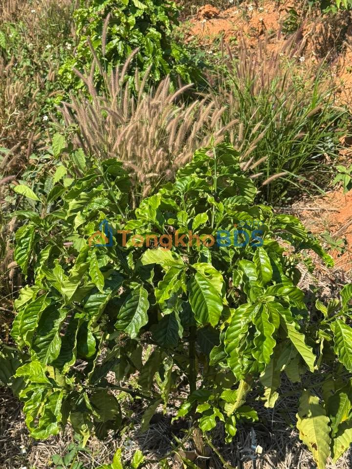 Farm Đắk Blà Kon Tum 20,000m² 800-899 triệu - Sổ rõ ràng