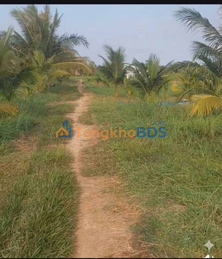 Đất xã Tân Xuân Ba Tri 3000m² 750 triệu - Sổ đỏ chính chủ