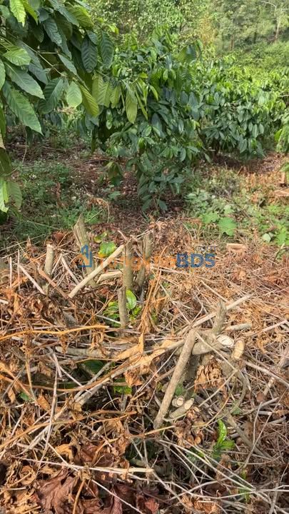 Đất nền Thuận An Đắk Mil 2412m² 1.3 tỷ - Đường to ô tô