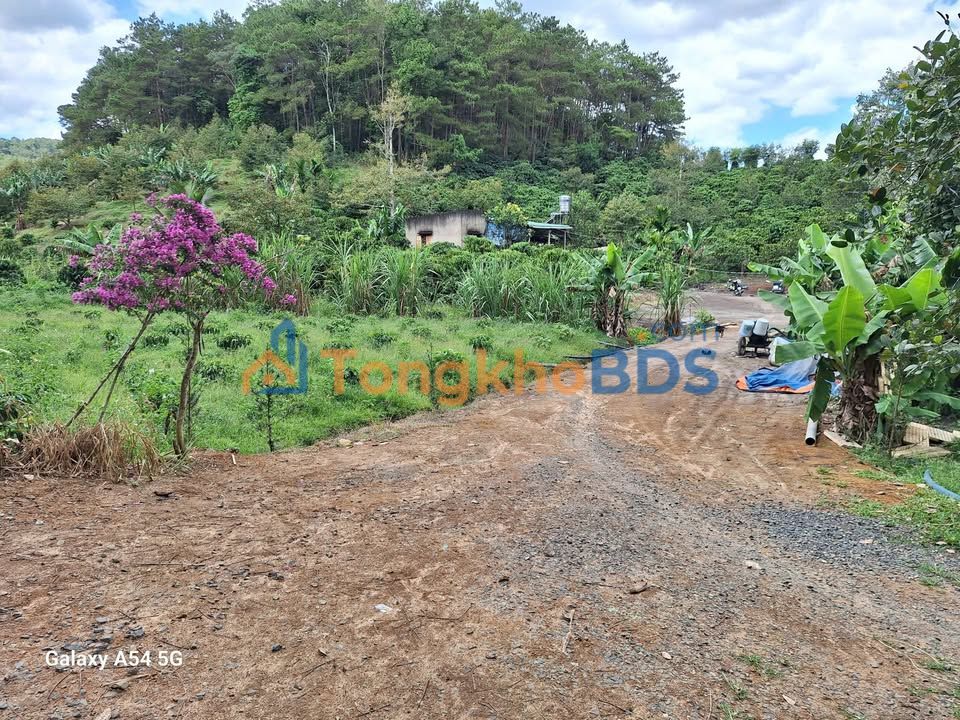 Đất nền Đạ Nhim 2ha 6 tỷ - Sổ đỏ chính chủ