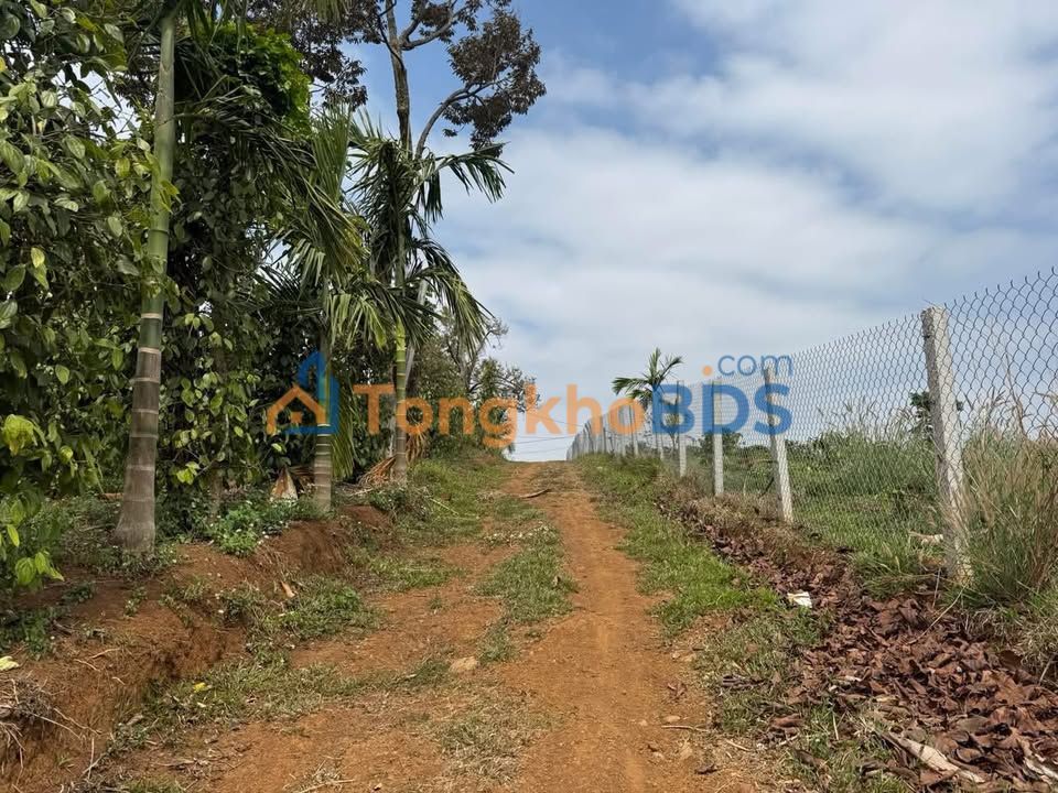 Farm Đà Lạt Phường 8 1.3ha 2.35 tỷ - Tiềm năng tăng giá