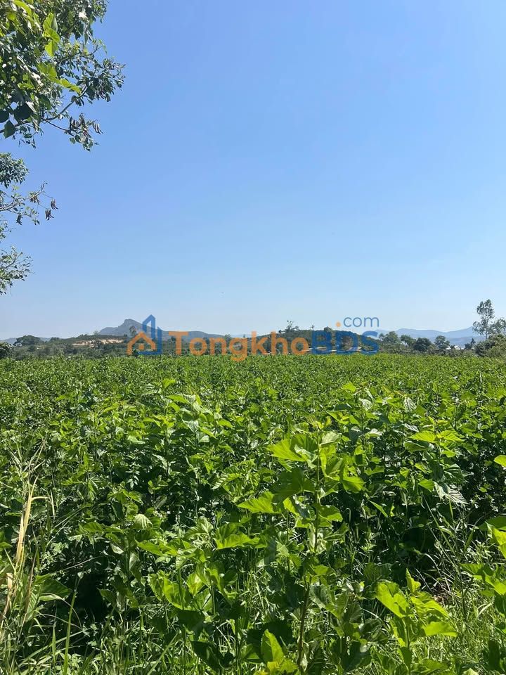 Đất vườn Tân Văn Lâm Hà 2.160m² 1,6 tỷ - Đầu tư dài hạn