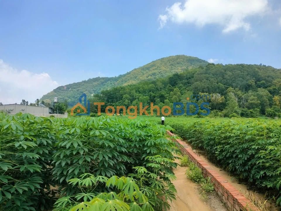 Đất Phường Phú Mỹ Quận 7 1700m² 4,25 tỷ - Sổ đỏ chính chủ