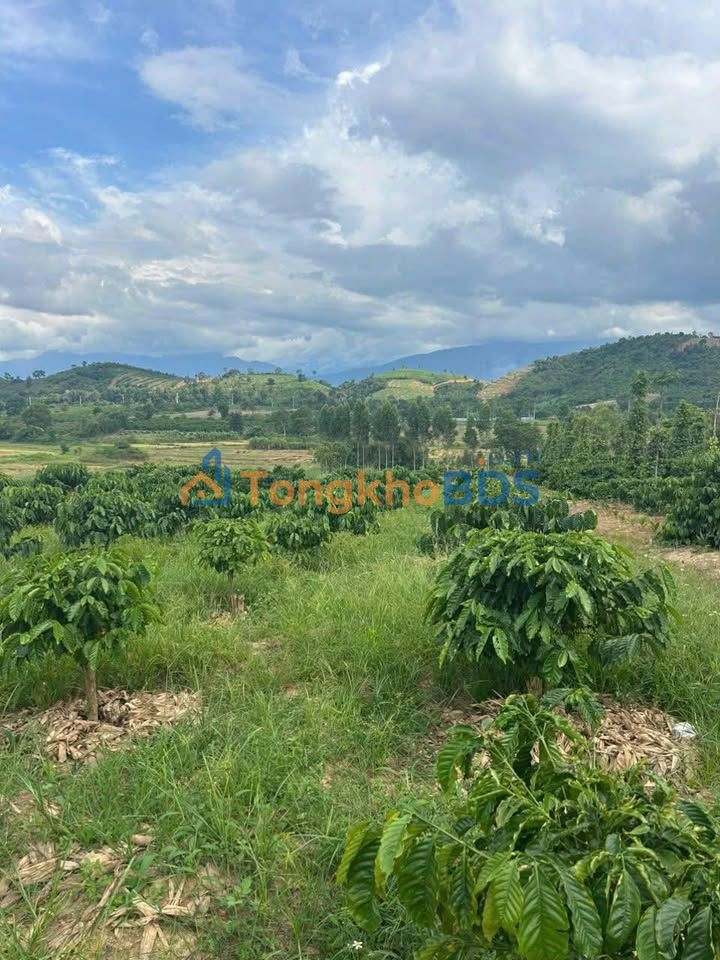 Bán 3600m² Đất Vườn Ea Hu, Cư Kuin - Giá Đầu Tư 480 Triệu