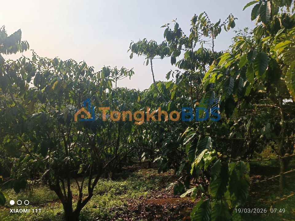 Farm Lộc Ngãi 6700m² 9.678 tỷ - Giá đầu tư tốt hiếm có