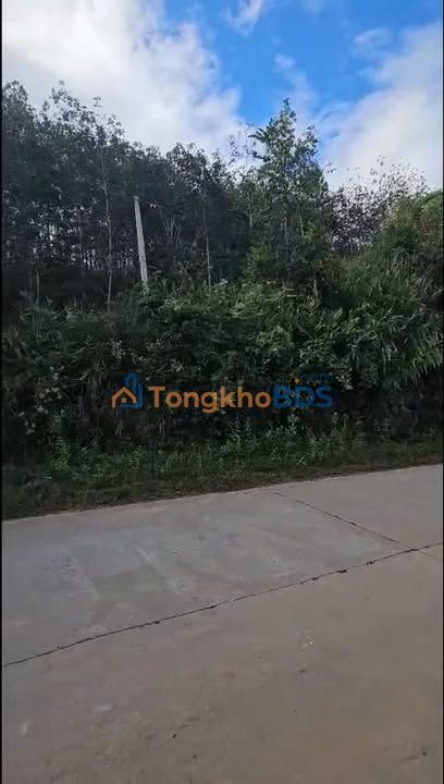 Trang trại Kon Tum Pô Kô 2,7ha 2,5 tỷ - Sổ đỏ chính chủ