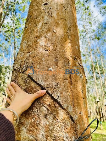 Đất vườn Đắk La Kon Tum 1,8ha 1 tỷ - Sinh thái xanh